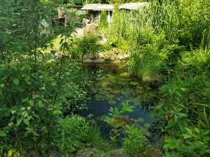 grüner und klarer Pflanzenteich im Kleingarten