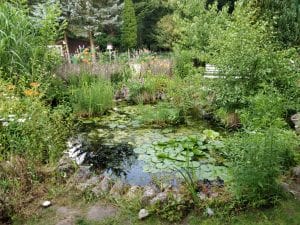 große Pflanzenvielfalt verschönern jeden Teich