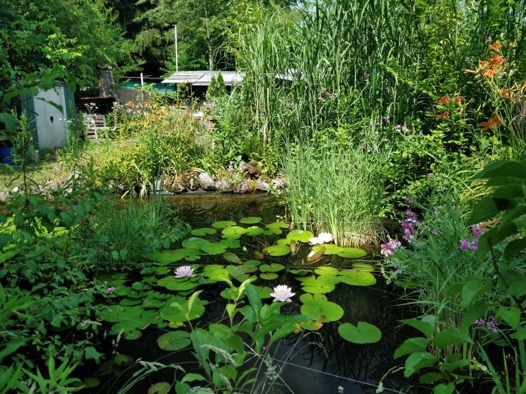 Der selbstreinigende Gartenteich Kleingartenteich.de